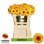 Ge Mi Bandola 50cm