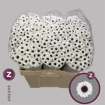 Chr San Yin Yang 55cm