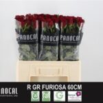 Furiosa 60cm