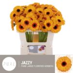 Ge Mi Jazzy 50cm