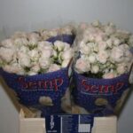 Kate Lynn Chrystal 50cm