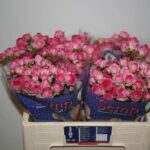 Kate Lynn Cherry 50cm