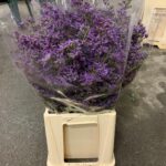 Limonium