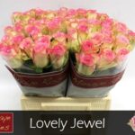 Lovely Jewel 60cm