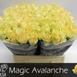 Mag Avalanche 40cm