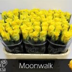 Moonwalk 70cm