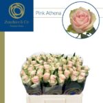 Pink Athena 50cm