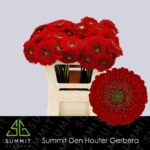 Ge Mb Pom Benji 50cm