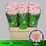 Chr San Aaa Rosia 55cm