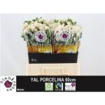 Royal Porcelina 60cm