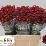 Chr San Mad Dung Red 55cm