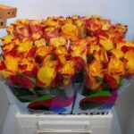 Suns X-pression 40cm