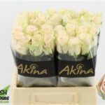 Wedding Rose 50cm