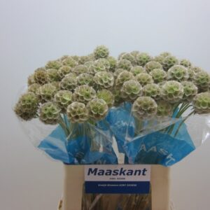 Scabiosa stellata 60cm