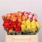 Gemengd (misto) 35cm