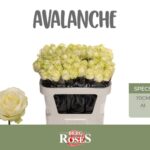 Avalanche 70cm