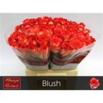 Blush 40cm