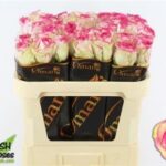 Dance D Meilland 80cm