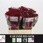 Ever Red 60cm