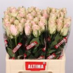 Pink Athena 60cm