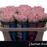 Avalanche Sorbet 70cm