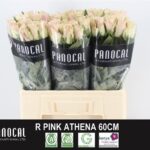 Pink Athena 60cm
