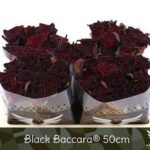 Black baccara 50cm