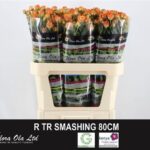 Smashing 80cm