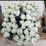 Rosa cerata bianca 75cm