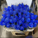 Rosa cerata blu 75cm