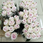 Rosa cerata rosa 75cm