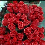 Rosa cerata rossa 75cm