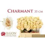 Charmant 35cm