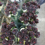 Rosa Cioccolata 75cm