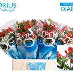 Hyp Coco Diablo 60cm