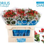 Hyp Coco Diablo 70cm