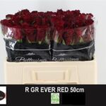 Ever Red 50cm