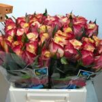 Fire X-pression 60cm