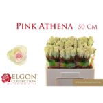 Pink Athena 50cm
