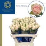 Pink Athena 70cm