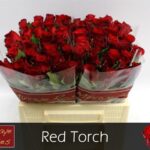 Red Torch 60cm