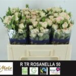 Rosanella 40cm