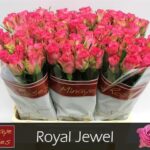 Royal Jewel 40cm