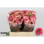 Bellissima Summerhouse 40cm