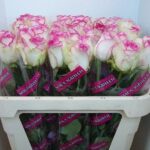 Dance D Meilland 60cm