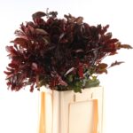 Photinia Magical Volcano 50cm
