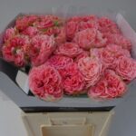 Country Coral Girl 40cm