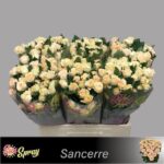 Sancerre 40cm