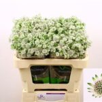 Astr Billion Stars 60cm