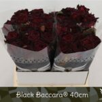 Black baccara 40cm